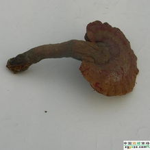 亳州与上海雷允上 中药饮片供应链的南北融合